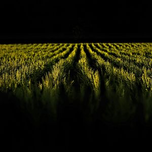 Preview wallpaper field, ears, rows, dark