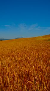 Preview wallpaper field, ears, sky, summer
