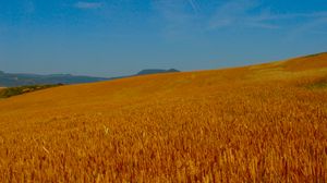 Preview wallpaper field, ears, sky, summer
