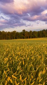 Preview wallpaper field, ears, sunset, landscape, nature