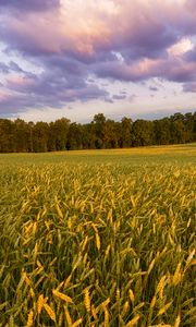 Preview wallpaper field, ears, sunset, landscape, nature