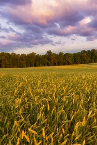 Preview wallpaper field, ears, sunset, landscape, nature
