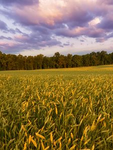 Preview wallpaper field, ears, sunset, landscape, nature