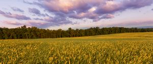 Preview wallpaper field, ears, sunset, landscape, nature