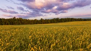 Preview wallpaper field, ears, sunset, landscape, nature