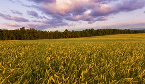 Preview wallpaper field, ears, sunset, landscape, nature