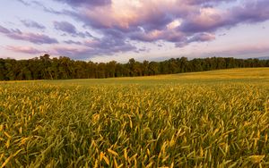Preview wallpaper field, ears, sunset, landscape, nature