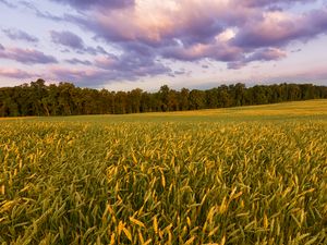 Preview wallpaper field, ears, sunset, landscape, nature