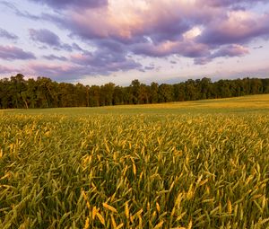 Preview wallpaper field, ears, sunset, landscape, nature