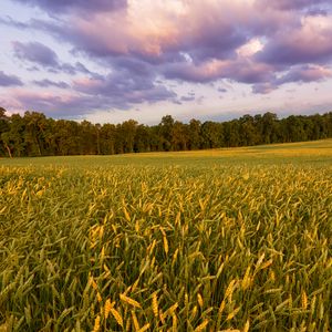 Preview wallpaper field, ears, sunset, landscape, nature