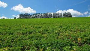 Preview wallpaper field, economy, culture, trees, sky, summer, row