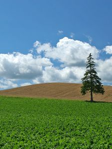 Preview wallpaper field, economy, culture, tree, fir-tree