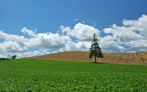 Preview wallpaper field, economy, culture, tree, fir-tree