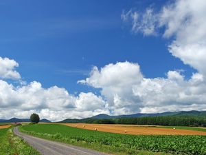 Preview wallpaper field, economy, hay, bales, trees, sky, road