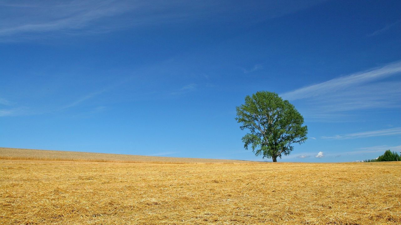 Wallpaper field, economy, hay, straw, preparation, summer, tree