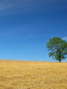 Preview wallpaper field, economy, hay, straw, preparation, summer, tree