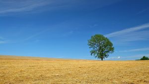 Preview wallpaper field, economy, hay, straw, preparation, summer, tree