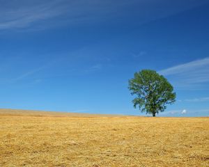 Preview wallpaper field, economy, hay, straw, preparation, summer, tree