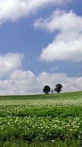 Preview wallpaper field, economy, trees, horizon