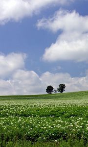 Preview wallpaper field, economy, trees, horizon