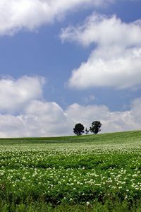 Preview wallpaper field, economy, trees, horizon