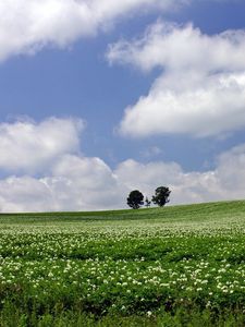 Preview wallpaper field, economy, trees, horizon