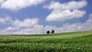 Preview wallpaper field, economy, trees, horizon