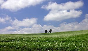 Preview wallpaper field, economy, trees, horizon