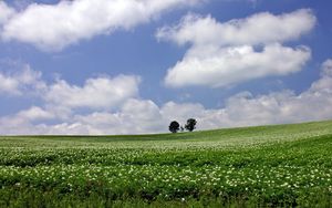 Preview wallpaper field, economy, trees, horizon