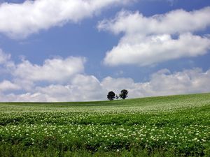 Preview wallpaper field, economy, trees, horizon