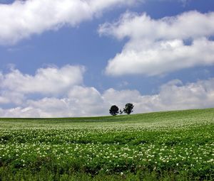 Preview wallpaper field, economy, trees, horizon