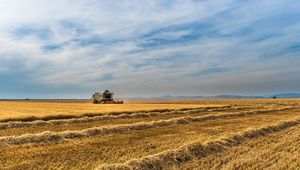 Preview wallpaper field, farm, crop, field crops