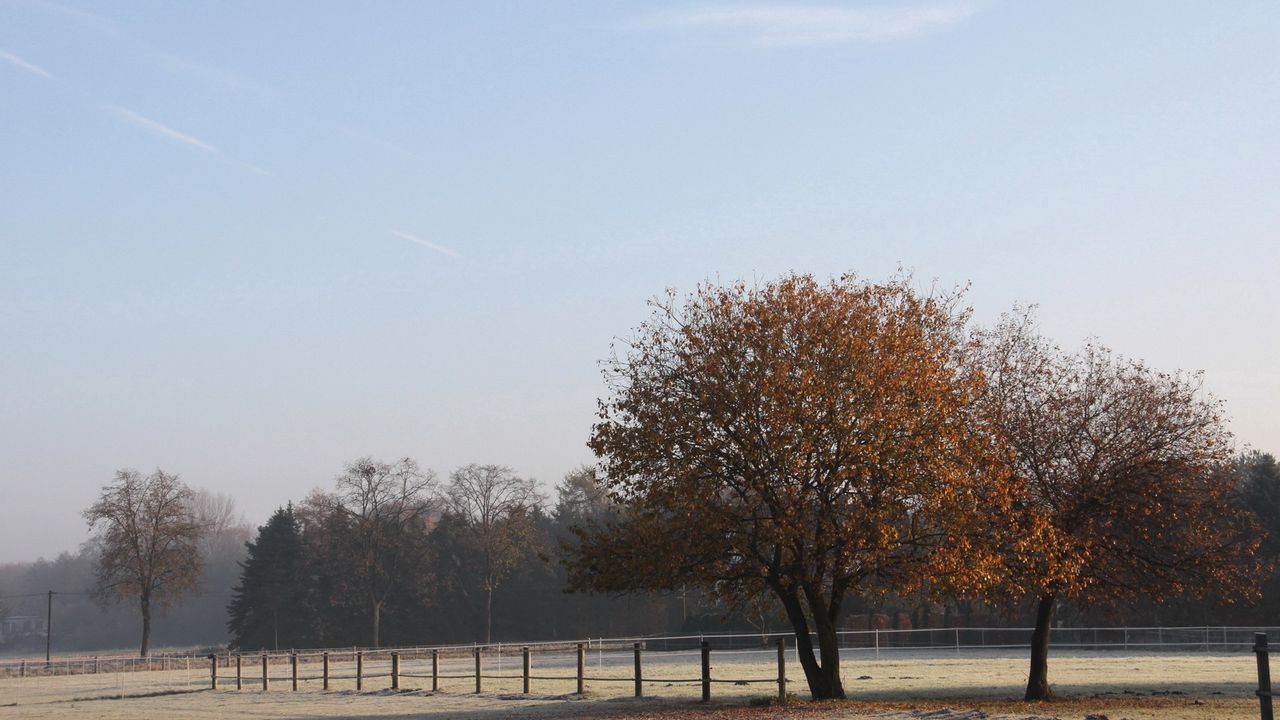 Wallpaper field, fence, trees, frosts, morning, hoarfrost, cool, autumn, october