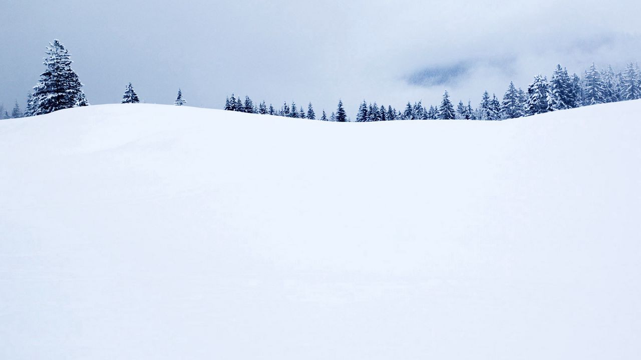 Wallpaper field, fir-trees, snow, cover, winter