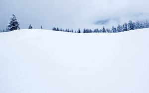 Preview wallpaper field, fir-trees, snow, cover, winter
