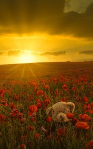 Preview wallpaper field, flowers, bear, sunrise