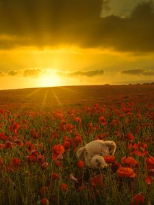 Preview wallpaper field, flowers, bear, sunrise