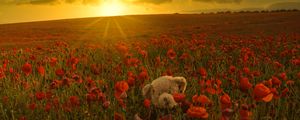 Preview wallpaper field, flowers, bear, sunrise