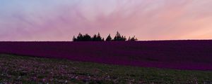 Preview wallpaper field, flowers, bloom, hill, trees