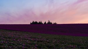 Preview wallpaper field, flowers, bloom, hill, trees