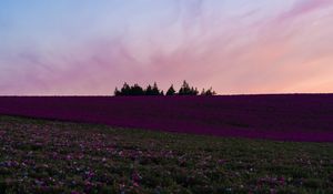 Preview wallpaper field, flowers, bloom, hill, trees