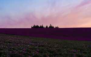 Preview wallpaper field, flowers, bloom, hill, trees