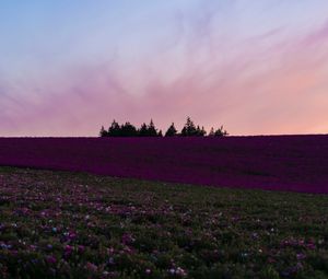 Preview wallpaper field, flowers, bloom, hill, trees