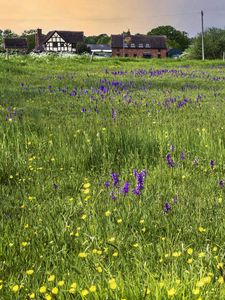 Preview wallpaper field, flowers, buildings, summer