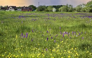 Preview wallpaper field, flowers, buildings, summer
