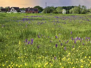 Preview wallpaper field, flowers, buildings, summer