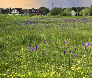 Preview wallpaper field, flowers, buildings, summer