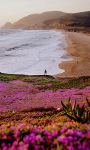 Preview wallpaper field, flowers, coast, sea, silhouette