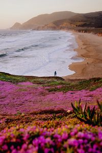 Preview wallpaper field, flowers, coast, sea, silhouette