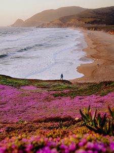 Preview wallpaper field, flowers, coast, sea, silhouette